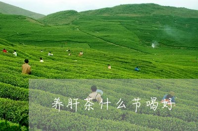 养肝茶什么节喝好/2023041579270