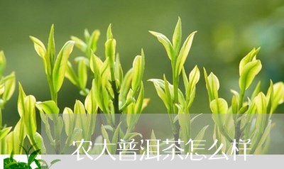 农大普洱茶怎么样/2023041108471