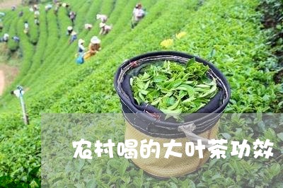 农村喝的大叶茶功效/2023031971604