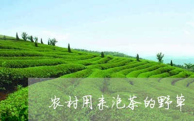 农村用来泡茶的野草/2023041755259