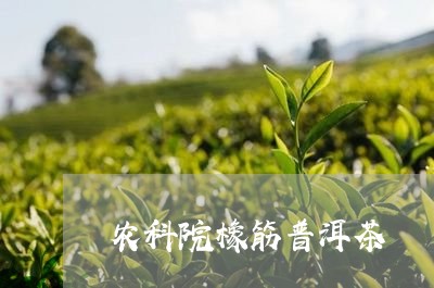 农科院橡筋普洱茶/2023033115946