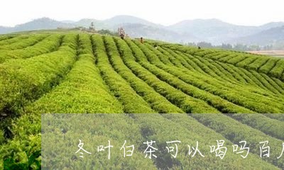 冬叶白茶可以喝吗百度百科/2023040218262