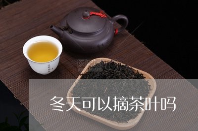 冬天可以摘茶叶吗/2023032657151