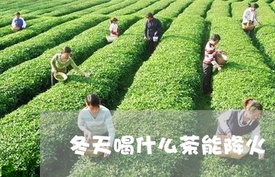 冬天喝什么茶能降火/2023031949592