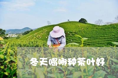 冬天喝哪种茶叶好/2023032679571