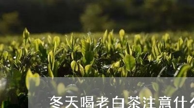 冬天喝老白茶注意什么事项/2023040250462