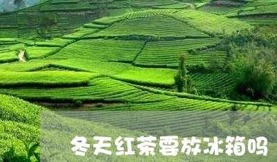 冬天红茶要放冰箱吗/2023031988591