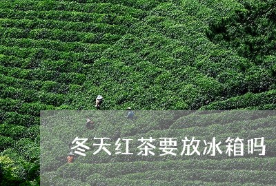 冬天红茶要放冰箱吗/2023041538593