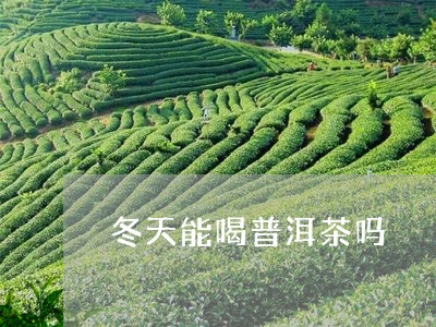 冬天能喝普洱茶吗/2023041394147