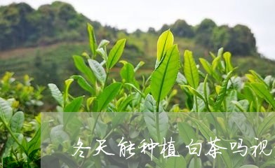 冬天能种植白茶吗视频播放/2023040205047