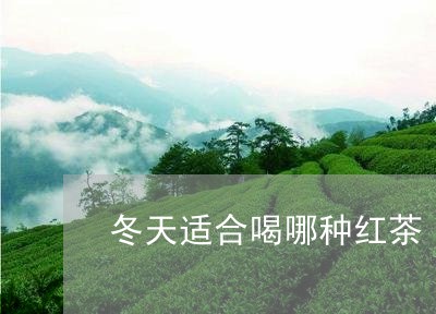 冬天适合喝哪种红茶/2023041537269