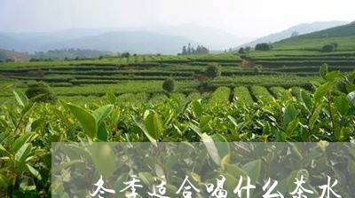 冬季适合喝什么茶水/2023041580471