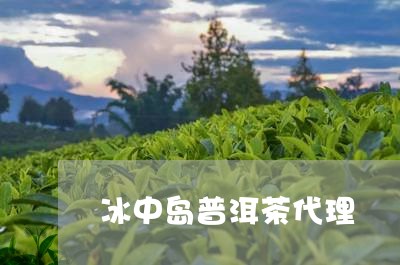 冰中岛普洱茶代理/2023032930693