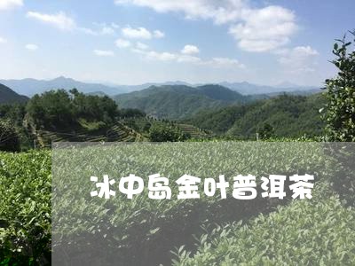 冰中岛金叶普洱茶/2023040960693