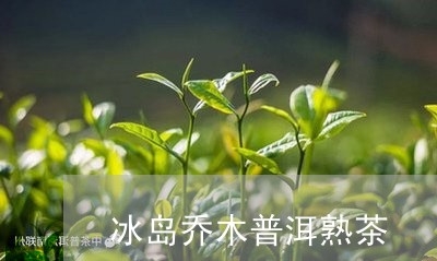 冰岛乔木普洱熟茶/2023033067049