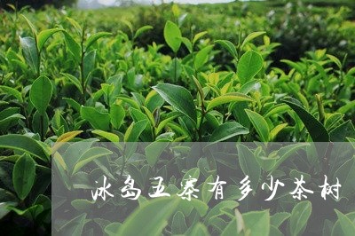 冰岛五寨有多少茶树/2023031951915