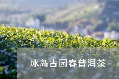 冰岛古园春普洱茶/2023041330712