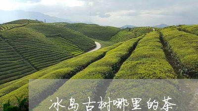 冰岛古树哪里的茶/2023032845260