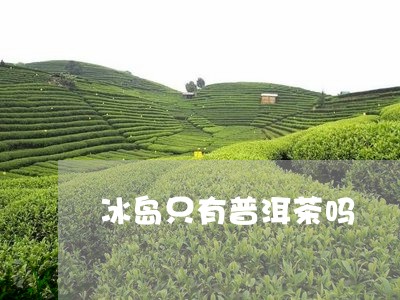 冰岛只有普洱茶吗/2023031783794