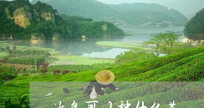 冰岛可以种什么茶/2023032821725