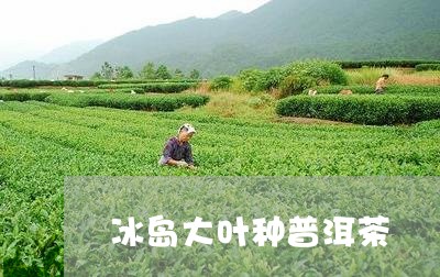 冰岛大叶种普洱茶/2023031720482