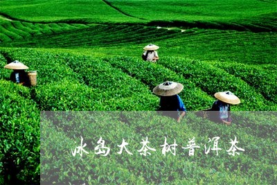 冰岛大茶树普洱茶/2023041387060