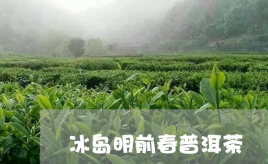 冰岛明前春普洱茶/2023041396939