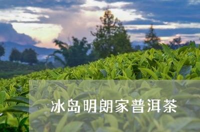 冰岛明朗家普洱茶/2023031759584