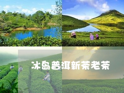 冰岛普洱新茶老茶/2023033050805