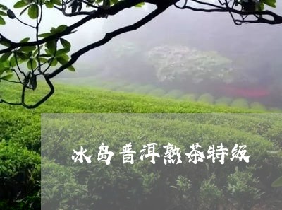 冰岛普洱熟茶特级/2023033099682