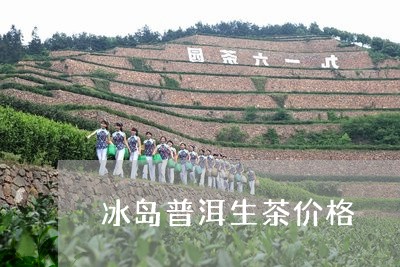 冰岛普洱生茶价格/2023041379593