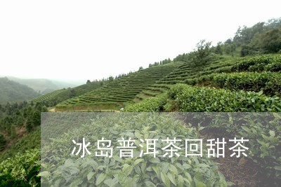 冰岛普洱茶回甜茶/2023041352048