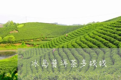 冰岛普洱茶多钱钱/2023031779692