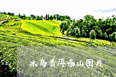 冰岛普洱茶山图片/2023041373816