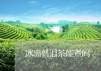 冰岛普洱茶能煮吗/2023041358359