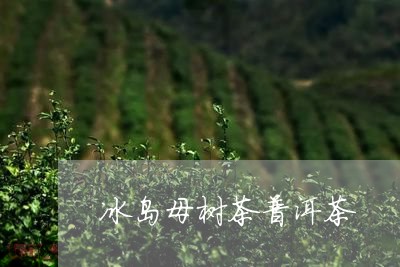 冰岛母树茶普洱茶/2023041257271