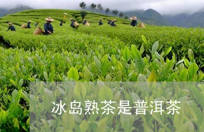 冰岛熟茶是普洱茶/2023041359381