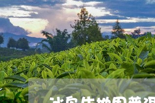 冰岛生地界普洱茶/2023041361857