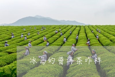 冰岛的普洱茶咋样/2023041330683