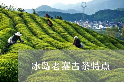 冰岛老寨古茶特点/2023032841893