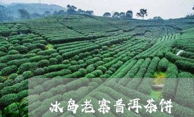 冰岛老寨普洱茶饼/2023031794036