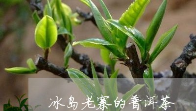 冰岛老寨的普洱茶/2023041239491