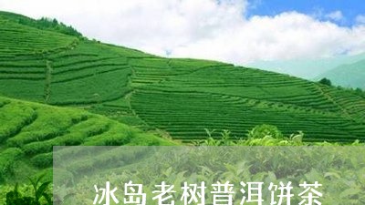 冰岛老树普洱饼茶/2023033011794