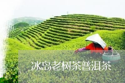 冰岛老树茶普洱茶/2023031794189