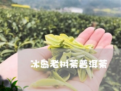 冰岛老树茶普洱茶/2023041304914