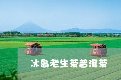 冰岛老生茶普洱茶/2023031729324