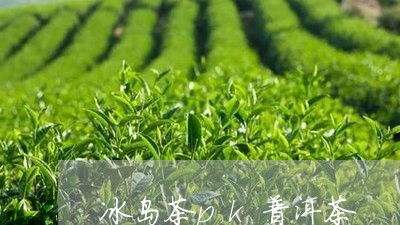 冰岛茶pk普洱茶/2023041352914