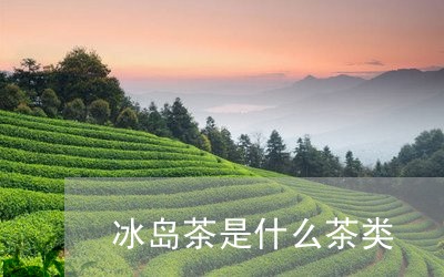 冰岛茶是什么茶类/2023032834047