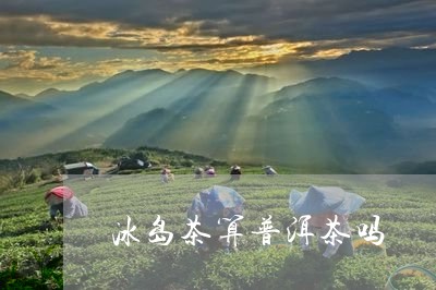 冰岛茶算普洱茶吗/2023041379502