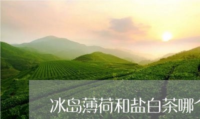 冰岛薄荷和盐白茶哪个好喝/2023040129472